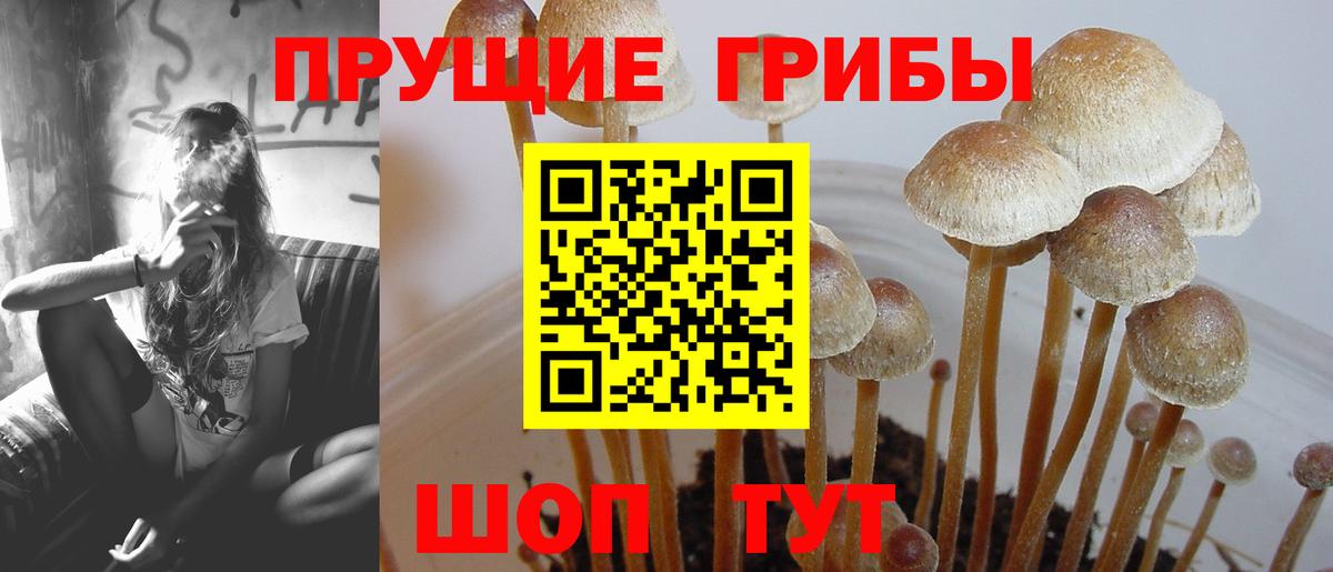 Псилоцибиновые грибы Cubensis  Галлюциногенные грибы Psilocybine cubensis  Кузнецк  Вход с VPN 